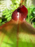 Heliamphora spec. nov. Angasima - kliknij aby zobaczyć zdjęcie. Heliamphora spec. nov. Angasima