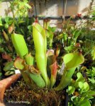 Heliamphora folliculata Stout form (Murosipan Meadow) - kliknij aby zobaczyć zdjęcie. Heliamphora folliculata Stout form (Murosipan Meadow)