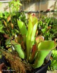 Heliamphora folliculata Stout form (Murosipan Meadow) - kliknij aby zobaczyć zdjęcie. Heliamphora folliculata Stout form (Murosipan Meadow)