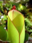 Heliamphora folliculata Stout form (Murosipan Meadow) - kliknij aby zobaczyć zdjęcie. Heliamphora folliculata Stout form (Murosipan Meadow)
