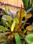 Heliamphora nutans - kliknij aby zobaczyć zdjęcie. Heliamphora nutans