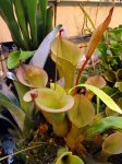 Heliamphora nutans - kliknij aby zobaczyć zdjęcie. Heliamphora nutans
