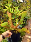 Heliamphora ionasii Heavily Red Striped - kliknij aby zobaczyć zdjęcie. Heliamphora ionasii Heavily Red Striped