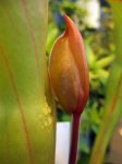Heliamphora ionasii Heavily Red Striped - kliknij aby zobaczyć zdjęcie. Heliamphora ionasii Heavily Red Striped