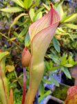 Heliamphora ionasii Heavily Red Striped - kliknij aby zobaczyć zdjęcie. Heliamphora ionasii Heavily Red Striped