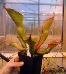 Heliamphora ionasii Heavily Red Striped - kliknij aby zobaczyć zdjęcie. Heliamphora ionasii Heavily Red Striped