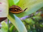 Heliamphora neblinae (Avispa Tepui) x sp. Angasima - kliknij aby zobaczyć zdjęcie. Heliamphora neblinae (Avispa Tepui) x sp. Angasima