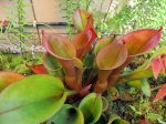 Heliamphora nutans - kliknij aby zobaczyć zdjęcie. Heliamphora nutans