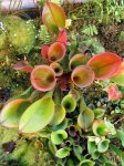 Heliamphora nutans - kliknij aby zobaczyć zdjęcie. Heliamphora nutans