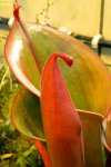 Heliamphora nutans - kliknij aby zobaczyć zdjęcie. Heliamphora nutans