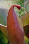 Heliamphora nutans - kliknij aby zobaczyć zdjęcie. Heliamphora nutans