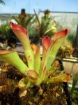 Heliamphora exappendiculata (Apacapa Tepui) - kliknij aby zobaczyć zdjęcie. Heliamphora exappendiculata (Apacapa Tepui)