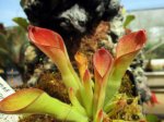 Heliamphora exappendiculata (Apacapa Tepui) - kliknij aby zobaczyć zdjęcie. Heliamphora exappendiculata (Apacapa Tepui)