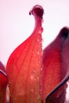 Heliamphora uncinata (Amuri Tepui, Venezuela) AW - kliknij aby zobaczyć zdjęcie. Heliamphora uncinata (Amuri Tepui, Venezuela) AW
