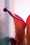 Heliamphora uncinata (Amuri Tepui, Venezuela) AW - kliknij aby zobaczyć zdjęcie. Heliamphora uncinata (Amuri Tepui, Venezuela) AW