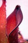 Heliamphora uncinata (Amuri Tepui, Venezuela) AW - kliknij aby zobaczyć zdjęcie. Heliamphora uncinata (Amuri Tepui, Venezuela) AW