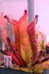 Heliamphora uncinata (Amuri Tepui, Venezuela) AW - kliknij aby zobaczyć zdjęcie. Heliamphora uncinata (Amuri Tepui, Venezuela) AW