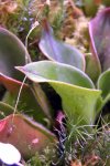 Heliamphora ciliata (Lowland) AW clone 1 - kliknij aby zobaczyć zdjęcie. Heliamphora ciliata (Lowland) AW clone 1