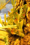 Heliamphora heterodoxa x minor (Midoxa) - kliknij aby zobaczyć zdjęcie. Heliamphora heterodoxa x minor (Midoxa)