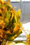 Heliamphora heterodoxa x minor (Midoxa) - kliknij aby zobaczyć zdjęcie. Heliamphora heterodoxa x minor (Midoxa)