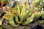 Heliamphora collina (Foothills Testigos) - kliknij aby zobaczyć zdjęcie. Heliamphora collina (Foothills Testigos)