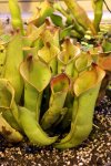 Heliamphora collina (Foothills Testigos) - kliknij aby zobaczyć zdjęcie. Heliamphora collina (Foothills Testigos)