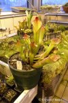 Heliamphora spec. nov. Angasima - kliknij aby zobaczyć zdjęcie. Heliamphora spec. nov. Angasima