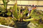 Heliamphora spec. nov. Angasima - kliknij aby zobaczyć zdjęcie. Heliamphora spec. nov. Angasima
