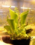 Heliamphora heterodoxa x minor (Midoxa) - kliknij aby zobaczyć zdjęcie. Heliamphora heterodoxa x minor (Midoxa)