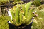 Heliamphora exappendiculata (Apacapa Tepui, Venezuela) AW - kliknij aby zobaczyć zdjęcie. Heliamphora exappendiculata (Apacapa Tepui, Venezuela) AW