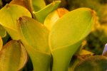 Heliamphora exappendiculata (Apacapa Tepui, Venezuela) AW - kliknij aby zobaczyć zdjęcie. Heliamphora exappendiculata (Apacapa Tepui, Venezuela) AW