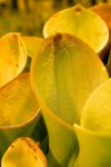 Heliamphora exappendiculata (Apacapa Tepui, Venezuela) AW - kliknij aby zobaczyć zdjęcie. Heliamphora exappendiculata (Apacapa Tepui, Venezuela) AW