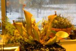 Heliamphora nutans - kliknij aby zobaczyć zdjęcie. Heliamphora nutans