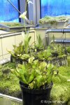 Heliamphora hybryda (heterodoxa AW) - kliknij aby zobaczyć zdjęcie. Heliamphora hybryda (heterodoxa AW)