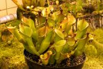 Heliamphora hybryda (heterodoxa AW) - kliknij aby zobaczyć zdjęcie. Heliamphora hybryda (heterodoxa AW)