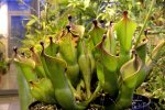 Heliamphora hybryda (heterodoxa AW) - kliknij aby zobaczyć zdjęcie. Heliamphora hybryda (heterodoxa AW)