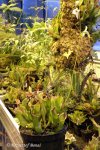 Heliamphora hybryda (heterodoxa AW) - kliknij aby zobaczyć zdjęcie. Heliamphora hybryda (heterodoxa AW)