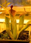 Heliamphora parva (Cerro Neblina) AW clone - kliknij aby zobaczyć zdjęcie. Heliamphora parva (Cerro Neblina) AW clone