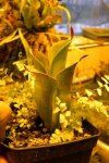 Heliamphora chimantensis (Chimanta Tepui, Venezuela) AW - kliknij aby zobaczyć zdjęcie. Heliamphora chimantensis (Chimanta Tepui, Venezuela) AW
