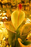 Heliamphora chimantensis (Chimanta Tepui, Venezuela) AW - kliknij aby zobaczyć zdjęcie. Heliamphora chimantensis (Chimanta Tepui, Venezuela) AW