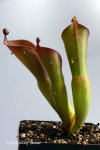 Heliamphora huberi (Angasima Tepui) Wild Seedgrown - kliknij aby zobaczyć zdjęcie. Heliamphora huberi (Angasima Tepui) Wild Seedgrown