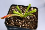Heliamphora tatei (Cerro Marahuaka) - kliknij aby zobaczyć zdjęcie. Heliamphora tatei (Cerro Marahuaka)
