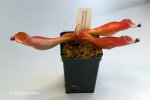 Heliamphora folliculata (Kamakawarai Tepui, Ven.) - kliknij aby zobaczyć zdjęcie. Heliamphora folliculata (Kamakawarai Tepui, Ven.)