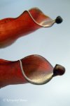 Heliamphora folliculata (Kamakawarai Tepui, Ven.) - kliknij aby zobaczyć zdjęcie. Heliamphora folliculata (Kamakawarai Tepui, Ven.)