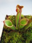 Heliamphora exappendiculata (Chimanta Tepui) 2016 - kliknij aby zobaczyć zdjęcie. Heliamphora exappendiculata (Chimanta Tepui) 2016