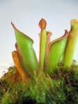 Heliamphora exappendiculata (Chimanta Tepui) 2016 - kliknij aby zobaczyć zdjęcie. Heliamphora exappendiculata (Chimanta Tepui) 2016