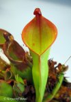 Heliamphora nutans (Kukenam Tepui) - kliknij aby zobaczyć zdjęcie. Heliamphora nutans (Kukenam Tepui)