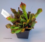 Heliamphora nutans (Kukenam Tepui) - kliknij aby zobaczyć zdjęcie. Heliamphora nutans (Kukenam Tepui)
