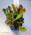 Heliamphora nutans (Kukenam Tepui) - kliknij aby zobaczyć zdjęcie. Heliamphora nutans (Kukenam Tepui)