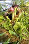 Heliamphora spec. nov. Angasima - kliknij aby zobaczyć zdjęcie. Heliamphora spec. nov. Angasima